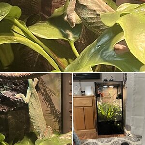 Cami the chameleon questions