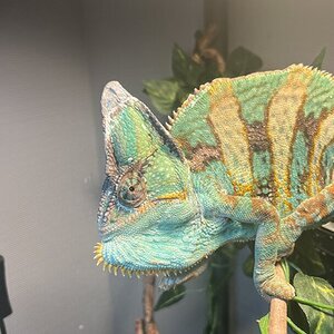 help what’s wrong with my chameleons head?