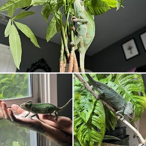 Izzy McGuire the veiled chameleon