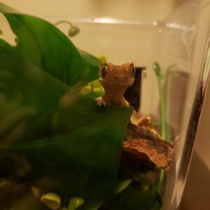 Crested Gecko, Pizza Crust