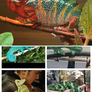 MY CHAMELEONS