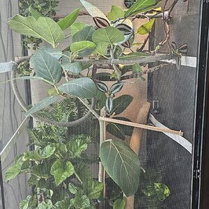 1st chameleon habitat