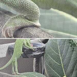 Rango