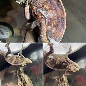 Rango in Red ❤️🦎