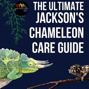 Jackson's Chameleon Care Requirements