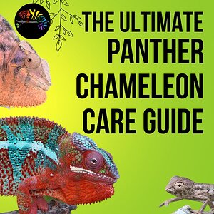 Panther Chameleon Care Requirements