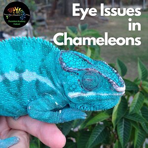 Eye Issues in Chameleons