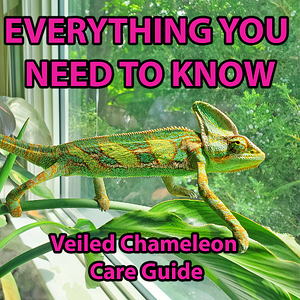 ULTIMATE VEILED CHAMELEON CARE GUIDE