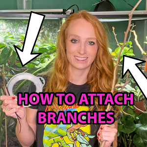 How to attach branches in a chameleon enclosure