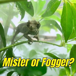 Misting vs. Fogging: Which Does Your Chameleon Need?