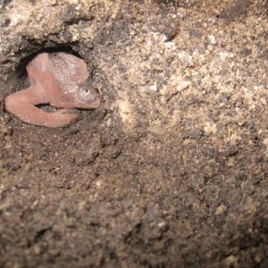 Sarabi in her hole depositing her first fertile clutch of eggs!