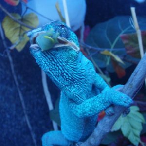 Vega munchin down a horn worm.