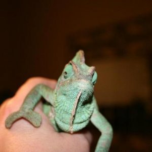 Creecher4