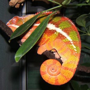 Rantabe sleeping