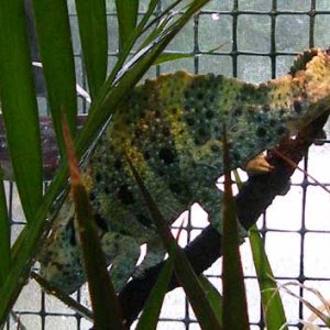 Hercules, in partial breeding colors