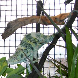 Hercules, male Meller's chameleon