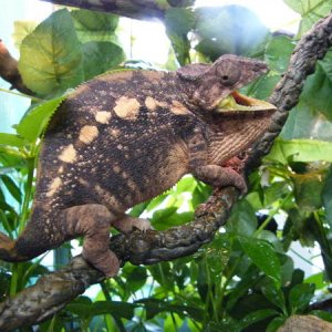 Sambava Panther female.  The normally docile Sirama showing off for the camera.  I normally don't mess with the gravid females, but I realized I didn'