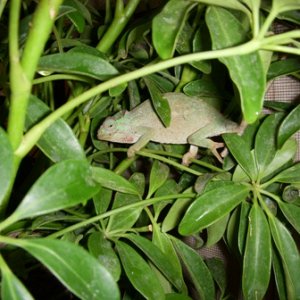 Tavetana female