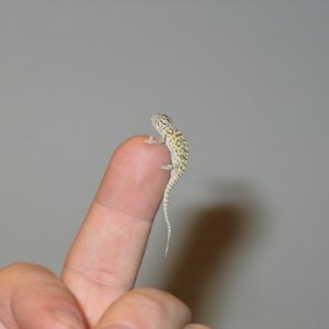 Young CB Male Carpet
