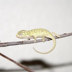 Young CB Male carpet