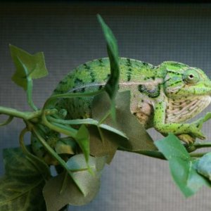 Female Carpet