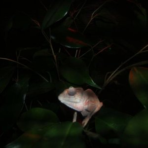 Baby Chameleon on his first day!