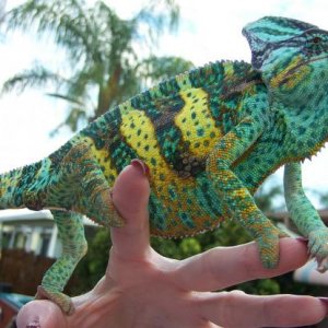 Luie showing colors that I didn't even know he had when Lizbeth came home and brought some of her chameleons.