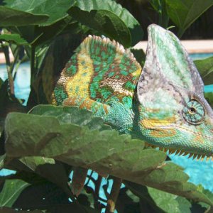 Luie sunning by the pool on his plant.