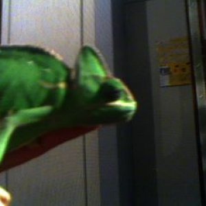 Picture 375