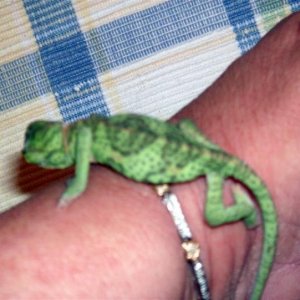 Just got her at 1 month. She needs some fattening up!