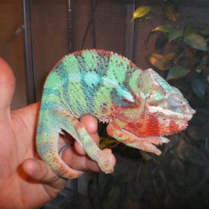 9 month old male blue bar ambilobe from kammers Sire Tsara-mandoko (nice paint)