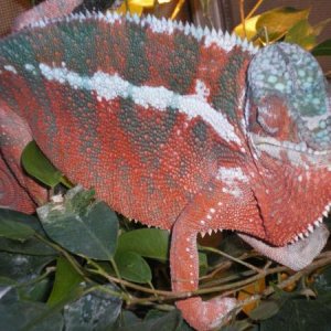 9 month old tamatave X ambanja hybrid from the reptile guru.