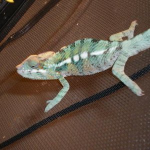 4 month old male ambanja from the idsler line from kammers