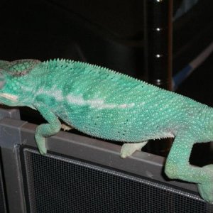 6 month blue bar blue body ambiliobe from amazon reptile center.