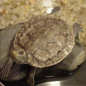 Mikey when he was a baby ! (He is now a full grown huge 7 yr old)