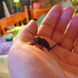 Tiny Baby Fisher days old...
