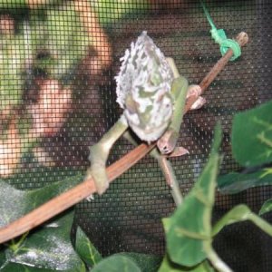 shedding