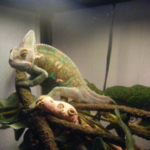 Larry in his old cage