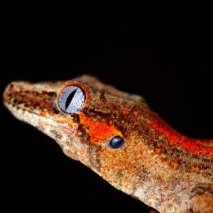 cool gargoyal gecko