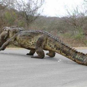 Florida Hog Hunting