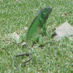 iguana w 2 tails