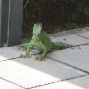 2tail 2