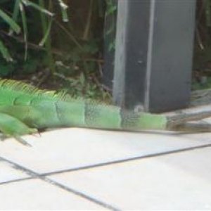2tail 4