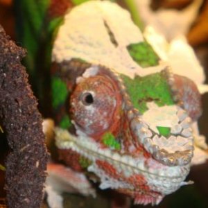 peek a boo!