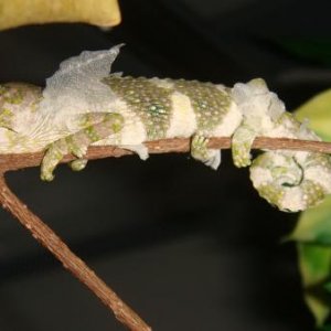 his first shed