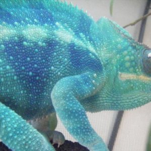Glacious(Ambanja)