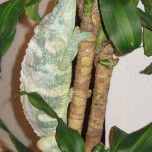 My New Tree!