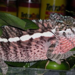 Calypso Pink