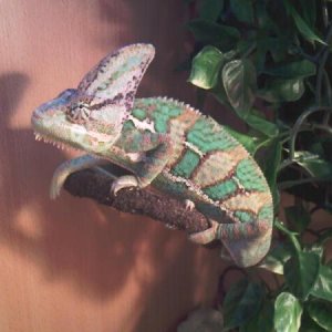 new pic's of amigo