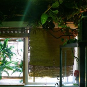 chameleon room, outdoor window cage